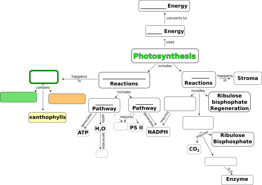 Photosynthesis (concept) General Biology at BCC